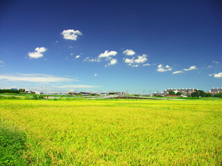 真夏の実りの田圃風景