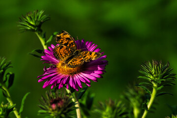 Obraz premium butterfly on a flower
