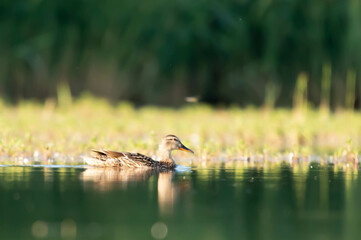 kaczka krzyzowka Anas platyrhynchos © Robert