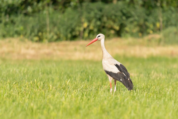 Bocian bialy Ciconia ciconia