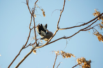 adelaide, animal, animals, australian birds, avian, background, backyard bird, beak, bird, birds, birdwatching, blue, branch, day time, dotted, dove, doves, eastern spotted dove, environment, fauna, f