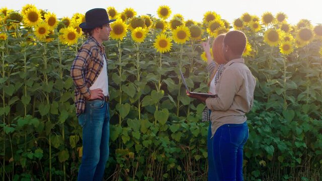 A group of three friends are standing in a sunflower and wheat field, one of them is holding a laptop and they are having a conversation while looking at the flowers