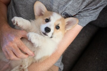 Corgi Puppy