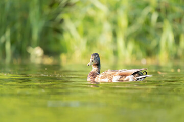 kaczka krzyzowka Anas platyrhynchos © Robert