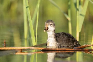 Lyska zwyczajna lyska Fulica atra © Robert