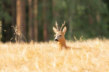 Sarna europejska Capreolus capreolus © Robert