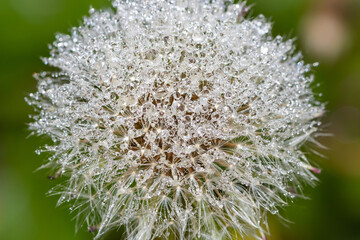 Fluffy dandelion hat with tiny dew drops on the villi, macro background