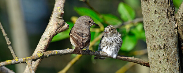 Grauschnäpper mit Jungvogel // Spotted flycatcher with young bird (Muscicapa striata) 