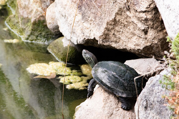 大阪城公園の岩の上で日光浴しているクサガメ