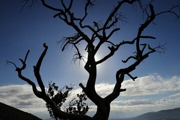 The dramatic silhouette of a tree