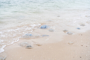 Fototapeta na wymiar Many Dead Jellyfish On Sea Beach Shallow Water Cornerot and Aurelia jellyfish on the sandy shore and in the water.