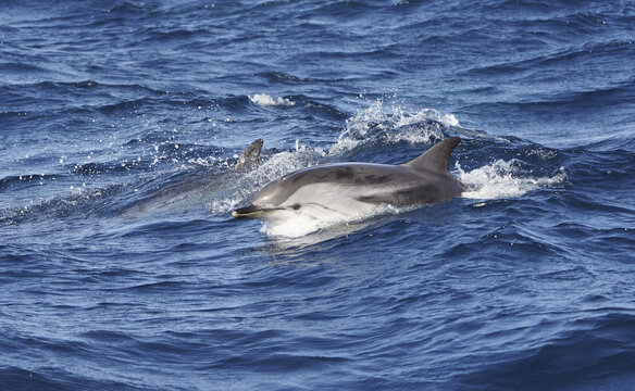 Striped Dolphin (Stenella coeruleoalba) Strait of Gibraltar, Spain