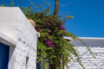 Whitewashed house purple bougainvillea on roof at Kimolos island Cyclades Greece. - obrazy, fototapety, plakaty