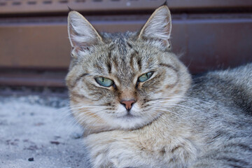 Siamese beautiful cat in the park