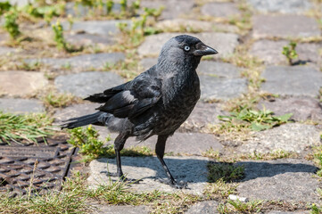 Western Jackdaw (Corvus monedula) in park, Husum, Schleswig-Holstein, Germany