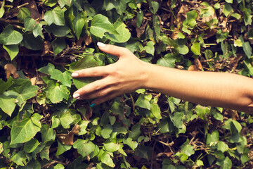 Mano de una mujer acariciando el exuberante follaje verde de una planta Vista de frente y de cerca. 