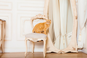 Fototapeta na wymiar Red cat in rustic interior. Pet at home. Beautiful Kitty meows