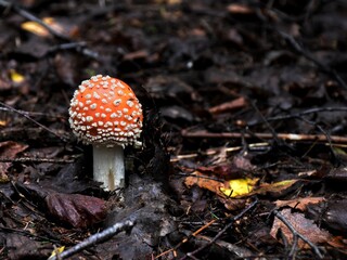 fly agaric mushroom in the forest
