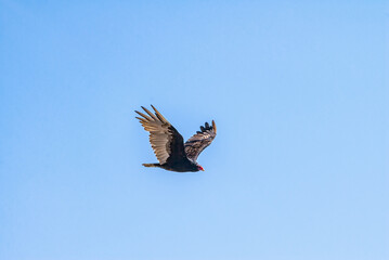 Turkey Vulture (Cathartes aura) in Piedras Blancas, California, USA