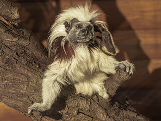 Saguinus oedipu