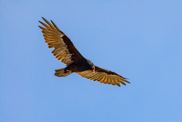 Obraz na płótnie Canvas Turkey Vulture (Cathartes aura) in Piedras Blancas, California, USA