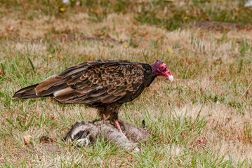 Turkey Vulture (Cathartes aura) on a dead raccoon (Procyon lotor) shot down by a car in Bodega Bay area, California, USA