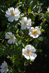 Obraz premium A wild rose bush in bloom in Hampshire in the UK
