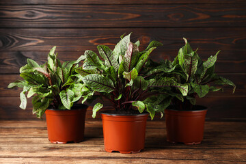 Fototapeta na wymiar Sorrel plants in pots on wooden table