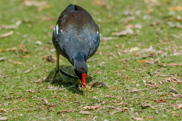 Common Moorhen (Gallinula chloropus) in park, Keil, Schleswig-Holstein, Germany