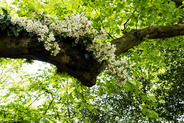 Close up of flower garland in a tree for a woodland naming ceremony.