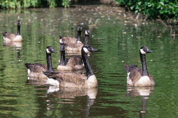 Canada Geese (Branta canadensis) in park, Keil, Schleswig-Holstein, Germany