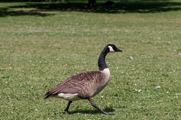 Canada Goose (Branta canadensis) in park, Keil, Schleswig-Holstein, Germany