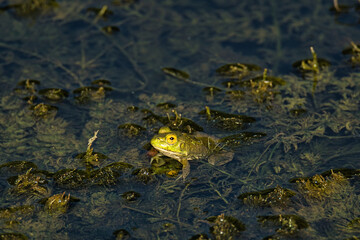 frog in the pond