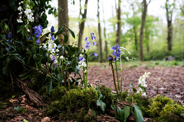 Close up of pink, purple and white spring flowers at the base of a tree
