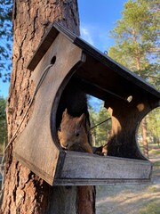squirrel in the tree