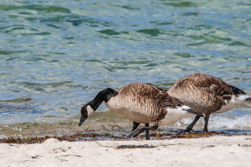 Molting Canada Geese (Branta canadensis) on the shore of the Baltic Sea, Laboe, Schleswig-Holstein, Germany