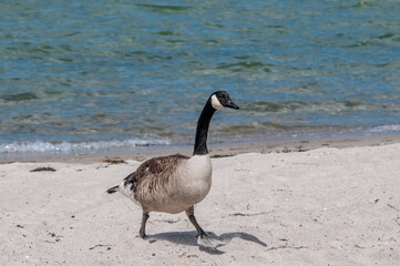Molting Canada Goose (Branta canadensis) on the shore of the Baltic Sea, Laboe, Schleswig-Holstein, Germany
