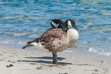 Molting Canada Geese (Branta canadensis) on the shore of the Baltic Sea, Laboe, Schleswig-Holstein, Germany