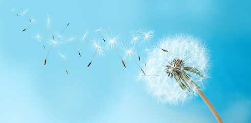 Beautiful puffy dandelion and flying seeds against blue sky on sunny day. Banner design - Powered by Adobe
