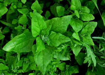 Spinach growing in the garden. Fresh organic leaves