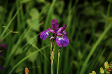 Beautiful violet iris flower on the green foliage background. Summer blossoming flower. 