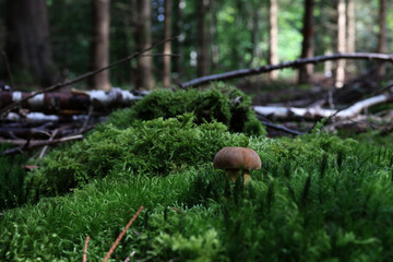 Mushroom in the forest in green moss
