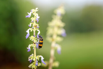 Beetle Insect Bug eating wild flowers on blurred background