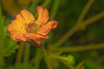 Flowering Orange Plant