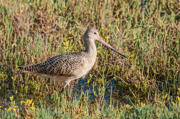 Marbled Godwit (Limosa fedoa) in Bolsa Chica Ecological Reserve, California, USA