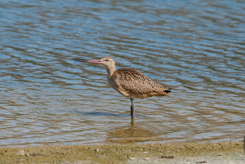 Marbled Godwit (Limosa fedoa) in Bolsa Chica Ecological Reserve, California, USA