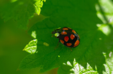 Ladybug on a green leaf.