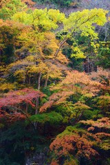 秋　紅葉の季節