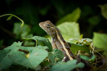 Indian chemeleon on a tree
