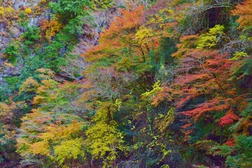 秋　紅葉の季節